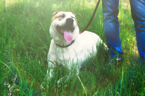 Grappige grote alabai hond en eigenaar — Stockfoto