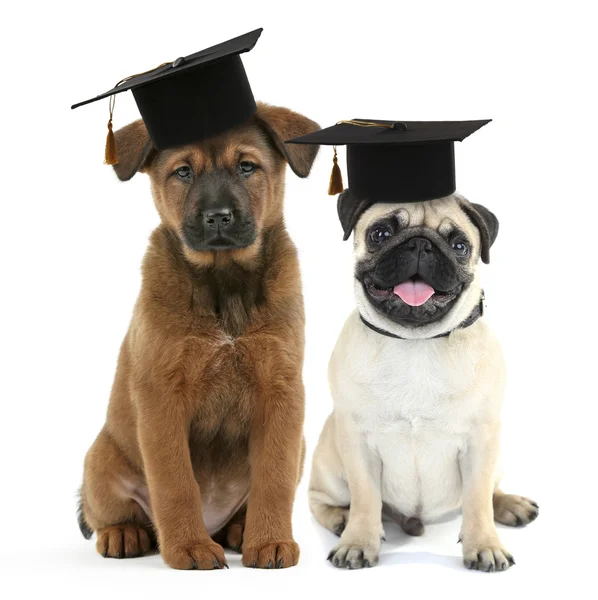 Carino cani con cappelli grad isolato — Foto Stock