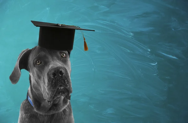 Cane con cappello da laurea vicino alla lavagna — Foto Stock