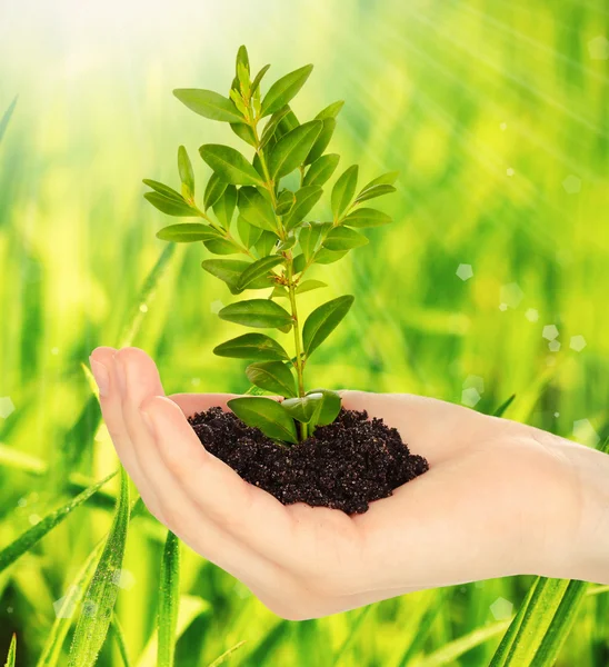 Young plant in hand with soil — Stock Photo, Image