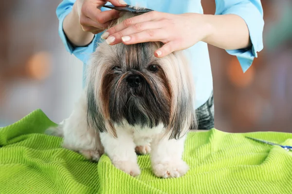 Şirin Shih Tzu ve Kuaför — Stok fotoğraf