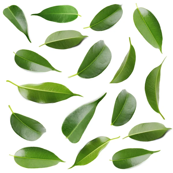 Hermosas hojas verdes —  Fotos de Stock