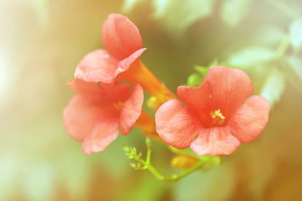 Fleurs poussant dans le jardin — Photo