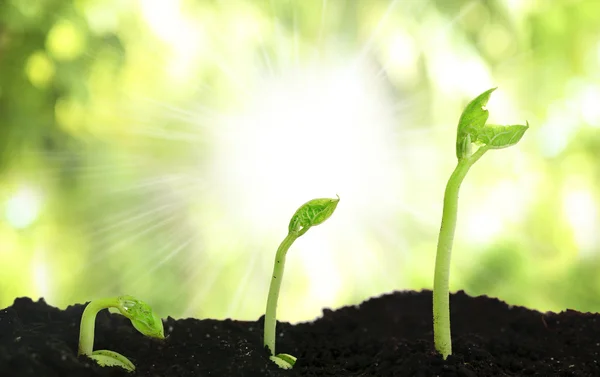 Bean seed germination different stages — Stock Photo, Image