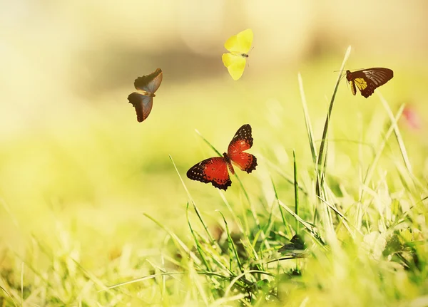 Vlinders op groen gras — Stockfoto