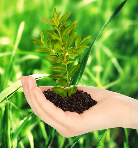 Young plant in hand with soil — Stock Photo, Image