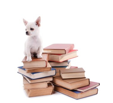 Chihuahua köpek kitap yığını