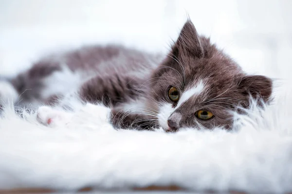 Roztomilý šedé kotě na koberci — Stock fotografie