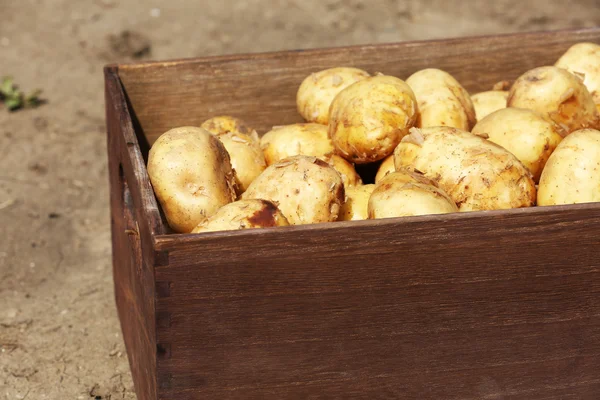 Neue Kartoffeln in Holzkiste — Stockfoto