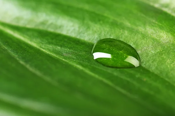 Folha verde com gotas — Fotografia de Stock