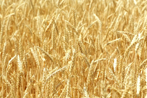 Beautiful summer field — Stock Photo, Image