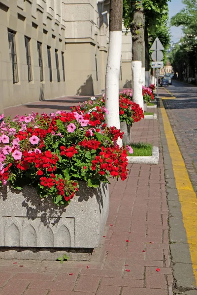 Gata med blomsterrabatter — Stockfoto