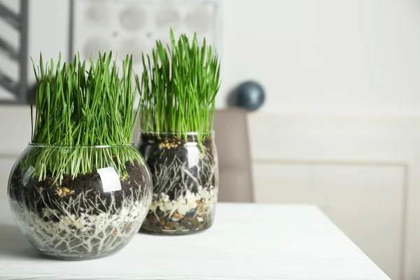 Pentole trasparenti con erba fresca — Foto Stock