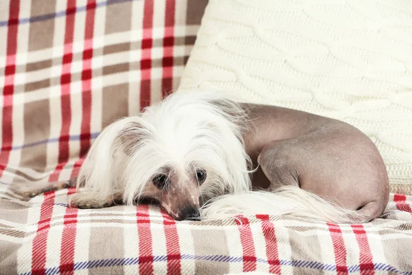 Chinese Crested dog resting on sofa — Stock Photo, Image