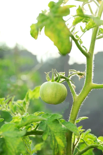 Green tomatoes growing — Stock Photo, Image