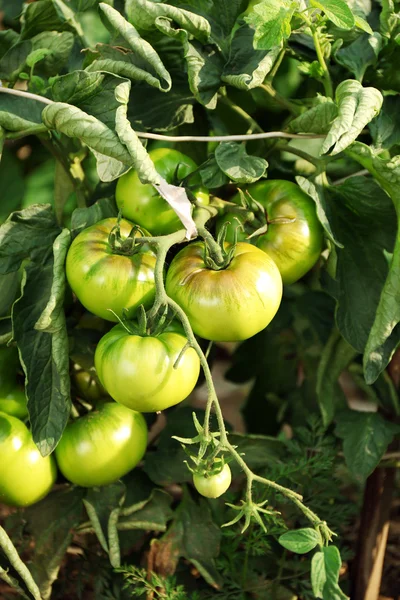 Green tomatoes growing — Stock Photo, Image