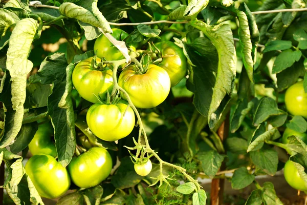 Tomates verdes que crecen en ramas — Foto de Stock