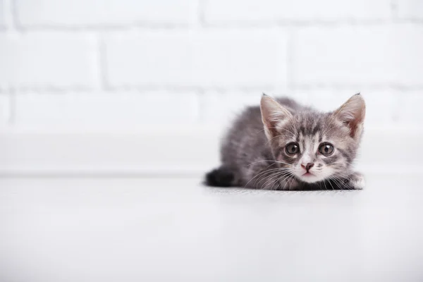 Gatinho cinza bonito no chão — Fotografia de Stock