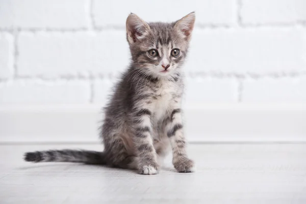 Leuk grijze katje op verdieping — Stockfoto