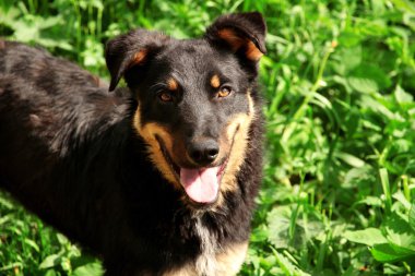 İnsan köpeklere bile açık havada