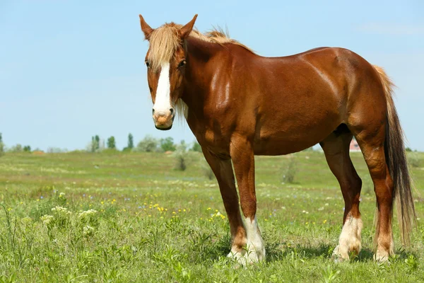 Häst som betar på ängen — Stockfoto