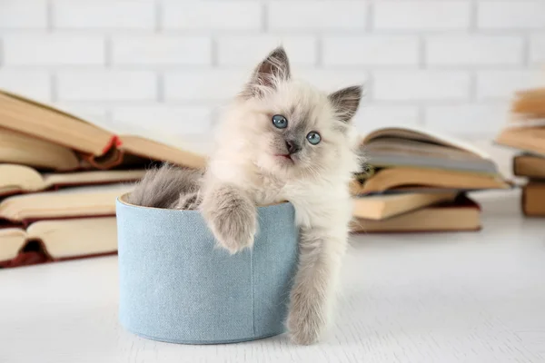 Gatinho bonito na caixa perto de livros — Fotografia de Stock