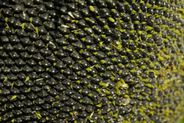 ayçiçeği tohumu doku