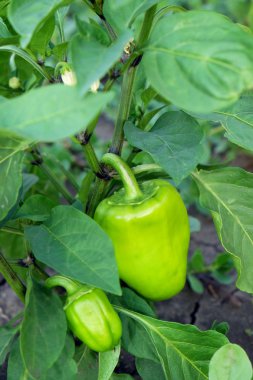 Bahçede büyüyen biber