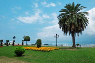 Büyük hurma ile güzel kare