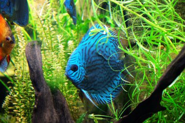 Sualtı dünya - bir akvaryum egzotik balık