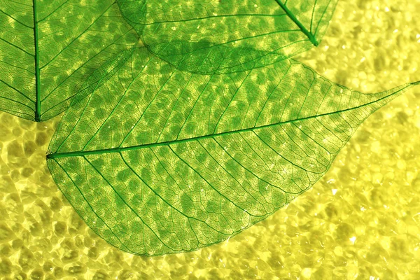 抽象的なスケルトンの葉背景 — ストック写真