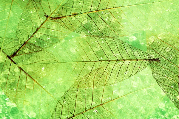 추상적인 골격 나뭇잎 배경 — 스톡 사진