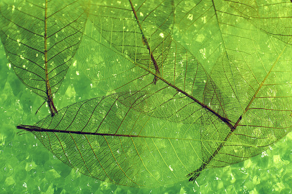 Abstract skeleton leaves background