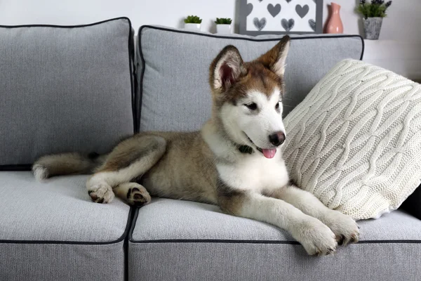 Cute Alaskan Malamute puppy on sofa — Stock Photo, Image