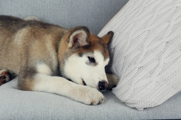 Lindo cachorro de Alaska Malamute en el sofá —  Fotos de Stock