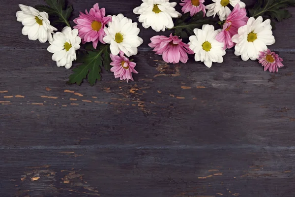 Красивые хризантемы — стоковое фото