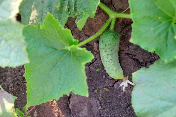 Komkommer groeien in de tuin — Stockfoto