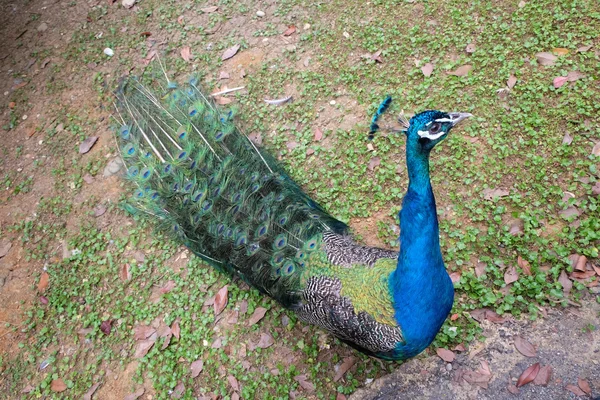 Beautiful colorful peacock — Stok fotoğraf