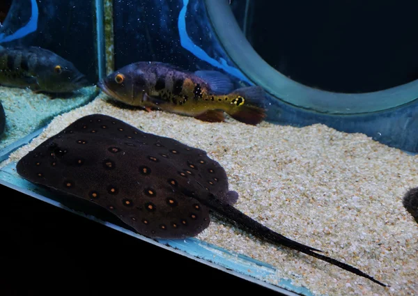 Unterwasserwelt - exotische Fische im Aquarium — Stockfoto