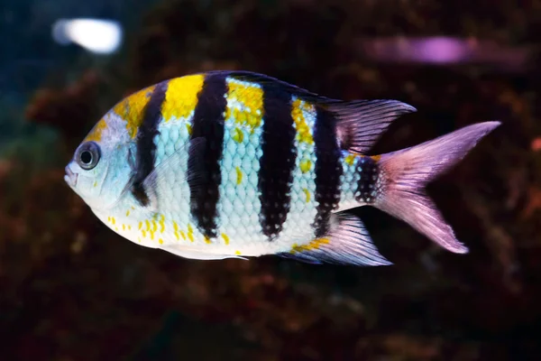 El mundo submarino - los peces exóticos en el acuario — Foto de Stock