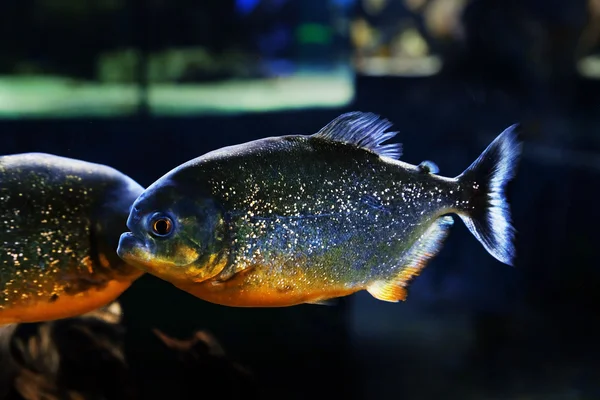 水中世界の水族館のピラニア — ストック写真