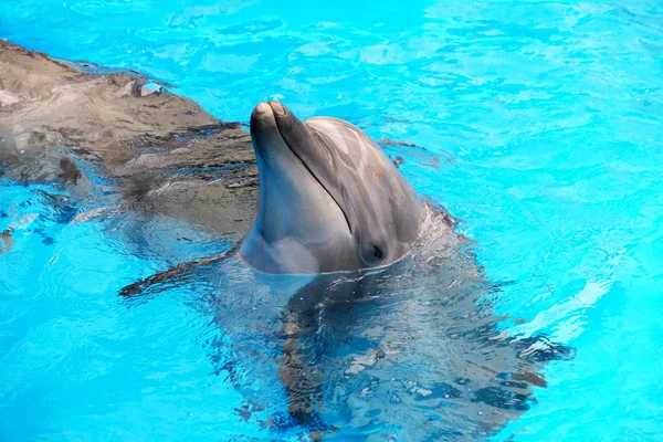 Cute dolphins in the dolphinarium — Stock Photo, Image