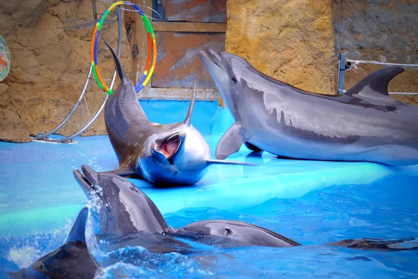 Милые дельфины в дельфинарии — стоковое фото