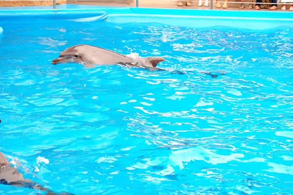 Lindo delfín en el delfinario — Foto de Stock