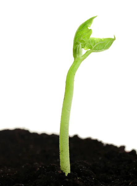 Green seedling growing from soil — Stock Photo, Image