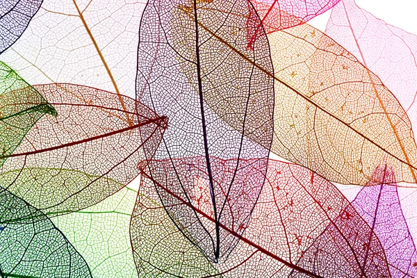 多色の装飾的な葉 — ストック写真