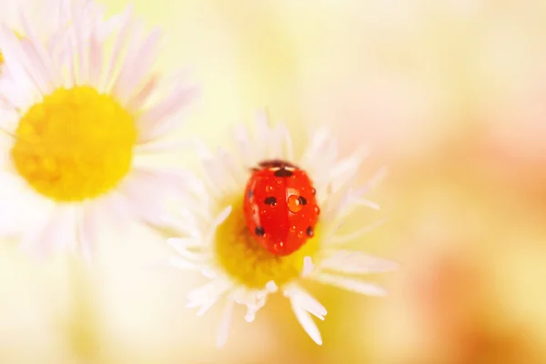 Nyckelpiga på vackra blomma — Stockfoto