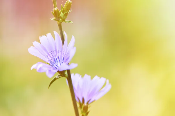 Bloeiende cichorei (Cichorium intybus) — Stockfoto