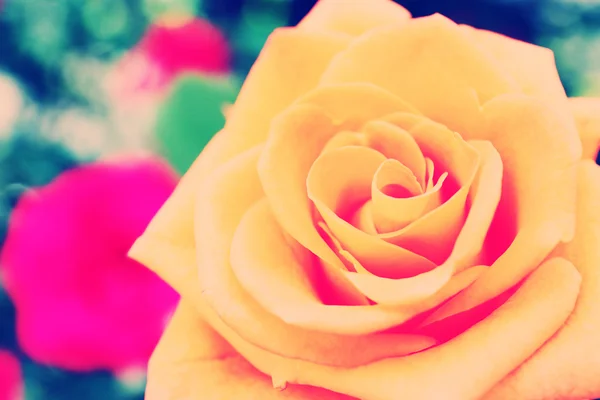 Beautiful orange rose — Stock Photo, Image