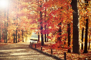 güzel sonbahar ağaçlar